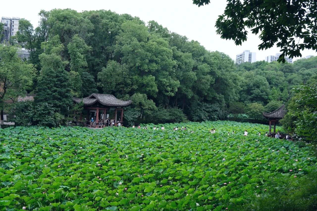 <a href='http://www.cqhuayansi.cn/' target='_blank'><u>重庆华岩寺</u></a>荷花盛开