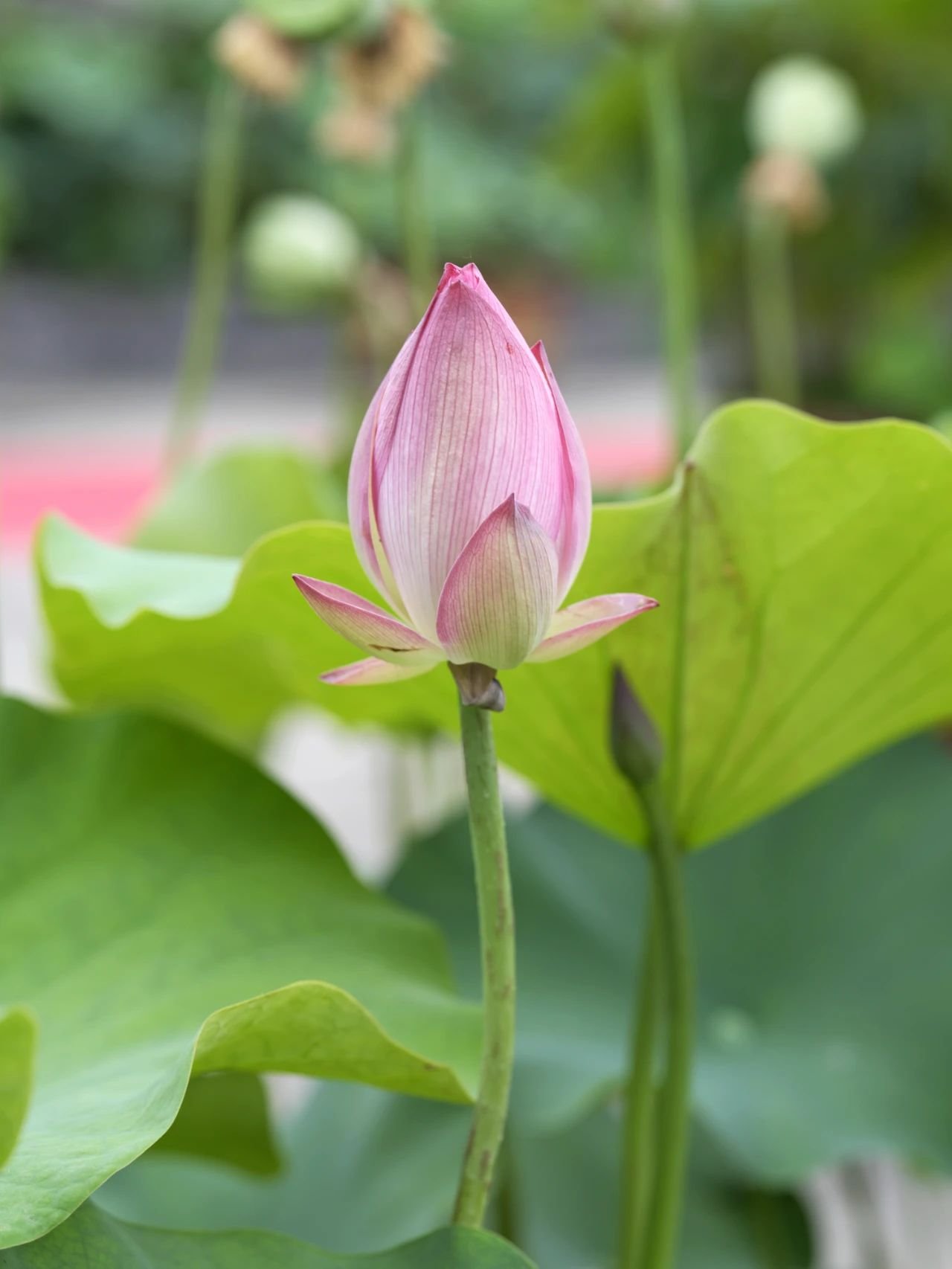 重庆华岩寺荷花盛开