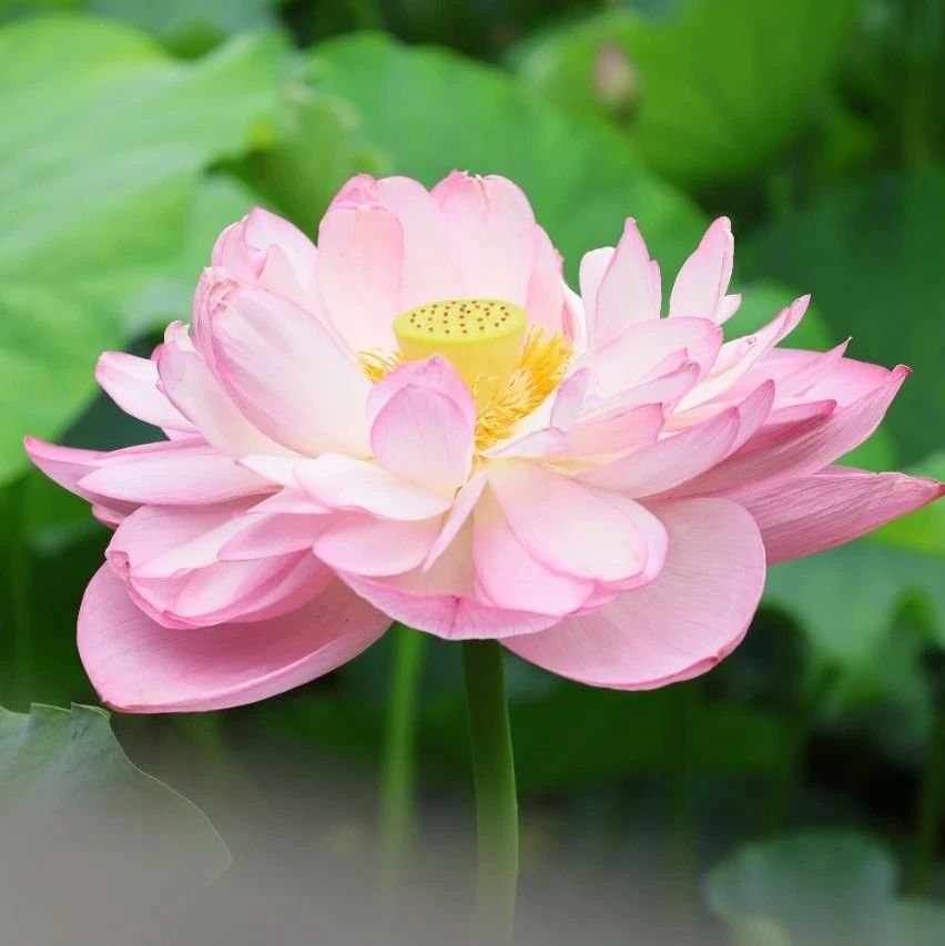重庆华岩寺荷花盛开