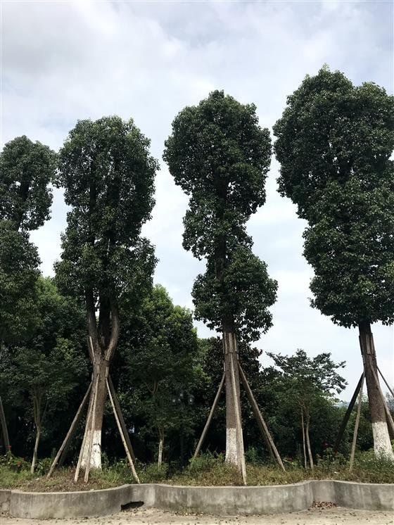 立山寺前移栽的树木