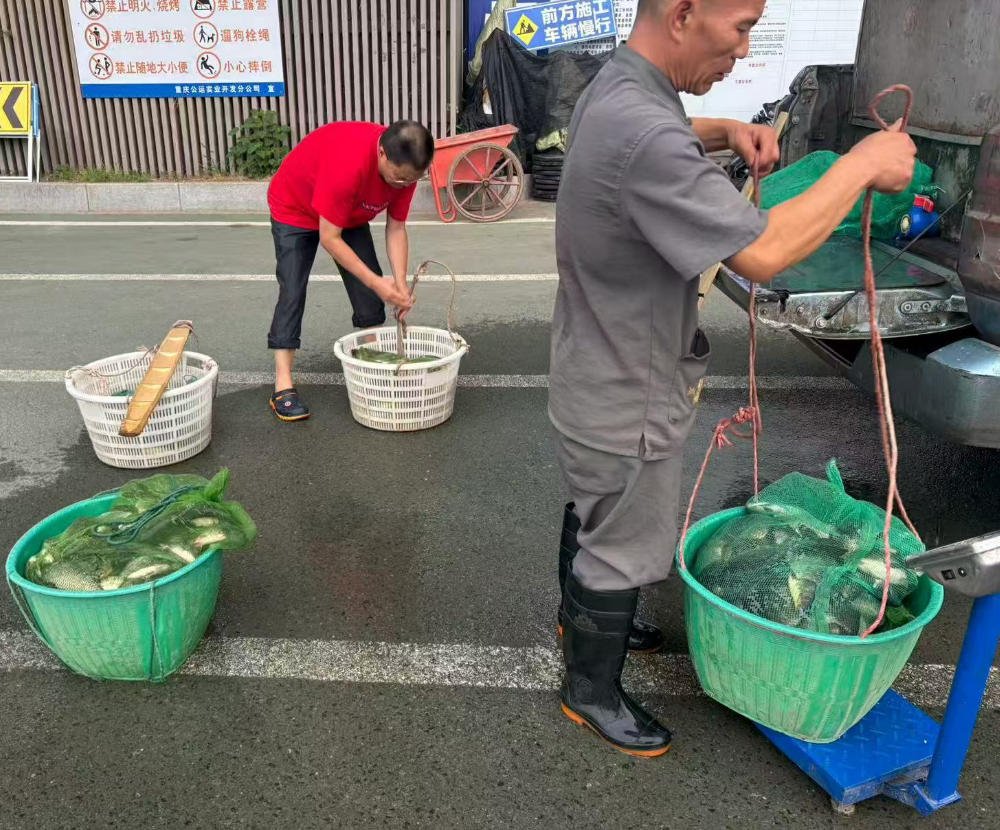重庆放生2025-9-4